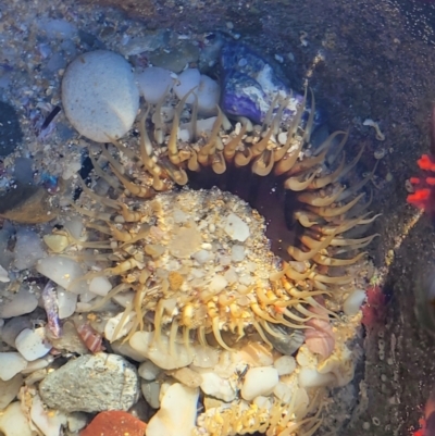 Oulactis muscosa (Sand Anemone) at Narrawallee, NSW - 28 Aug 2022 by trevorpreston