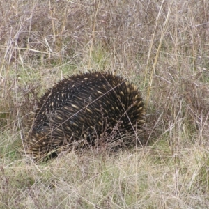 Tachyglossus aculeatus at Throsby, ACT - 28 Aug 2022 02:20 PM