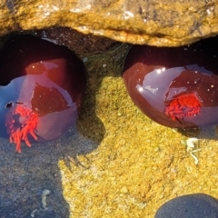 Actinia tenebrosa (Red Waratah Anemone) at Narrawallee, NSW - 28 Aug 2022 by trevorpreston