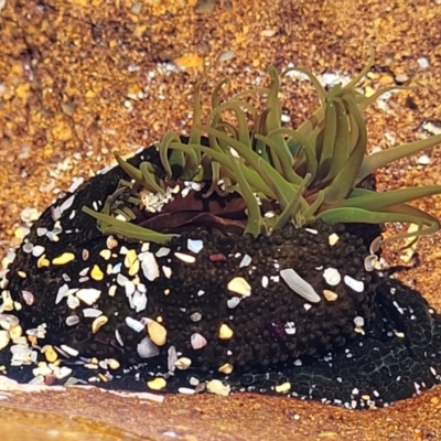 Aulactinia veratra (Anemone) at Narrawallee, NSW - 28 Aug 2022 by trevorpreston