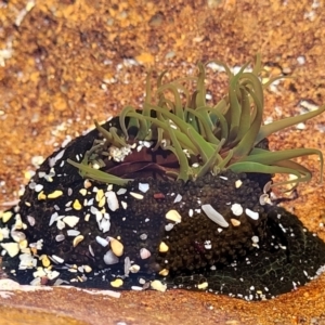 Aulactinia veratra at Narrawallee, NSW - 28 Aug 2022 10:56 AM