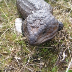 Tiliqua rugosa (Shingleback Lizard) at Mulligans Flat - 28 Aug 2022 by MatthewFrawley