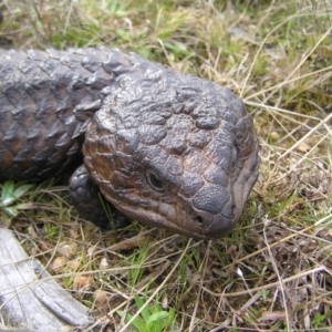 Tiliqua rugosa at Throsby, ACT - 28 Aug 2022 02:23 PM