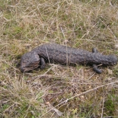 Tiliqua rugosa at Throsby, ACT - 28 Aug 2022 02:23 PM