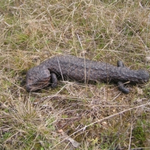 Tiliqua rugosa at Throsby, ACT - 28 Aug 2022