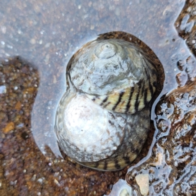 Bembicium nanum (Striped-mouth Conniwink) at Narrawallee, NSW - 28 Aug 2022 by trevorpreston