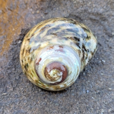 Unidentified Sea Snail or Limpet (Gastropoda) at Narrawallee, NSW - 28 Aug 2022 by trevorpreston
