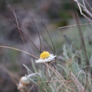 Leucochrysum albicans subsp. tricolor at Molonglo Valley, ACT - 28 Aug 2022 05:34 PM