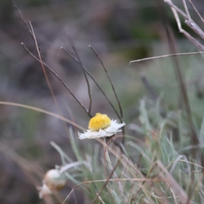 Leucochrysum albicans subsp. tricolor (Hoary Sunray) at Kama - 28 Aug 2022 by JimL