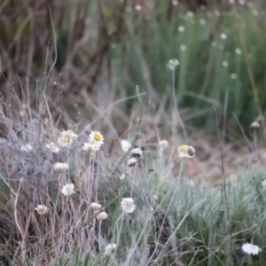 Leucochrysum albicans subsp. tricolor at Molonglo Valley, ACT - 28 Aug 2022 05:34 PM