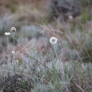 Leucochrysum albicans subsp. tricolor at Molonglo Valley, ACT - 28 Aug 2022 05:34 PM