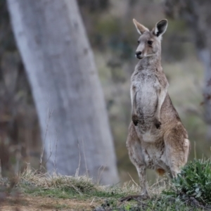 Macropus giganteus at Molonglo Valley, ACT - 28 Aug 2022 04:54 PM