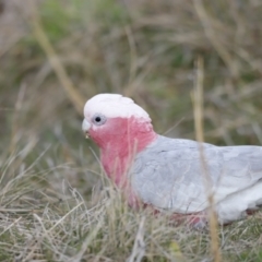 Eolophus roseicapilla (Galah) at Molonglo River Reserve - 28 Aug 2022 by JimL