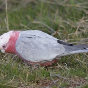 Eolophus roseicapilla at Molonglo Valley, ACT - 28 Aug 2022