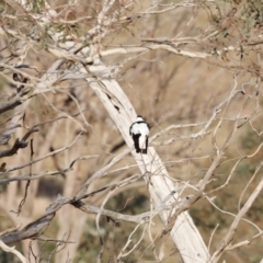 Gymnorhina tibicen (Australian Magpie) at Molonglo Valley, ACT - 28 Aug 2022 by JimL