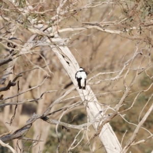 Gymnorhina tibicen at Molonglo Valley, ACT - 28 Aug 2022