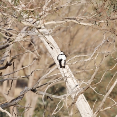 Gymnorhina tibicen (Australian Magpie) at Molonglo Valley, ACT - 28 Aug 2022 by JimL