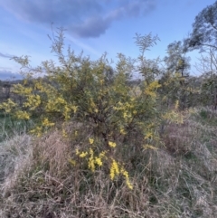 Acacia rubida (Red-stemmed Wattle, Red-leaved Wattle) at Molonglo Valley, ACT - 28 Aug 2022 by JimL