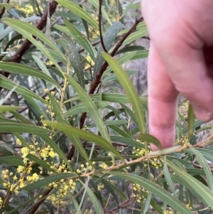 Acacia rubida at Molonglo Valley, ACT - 28 Aug 2022