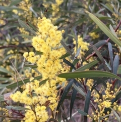 Acacia rubida at Molonglo Valley, ACT - 28 Aug 2022