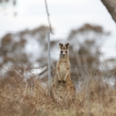 Macropus giganteus (Eastern Grey Kangaroo) at Molonglo Valley, ACT - 28 Aug 2022 by JimL