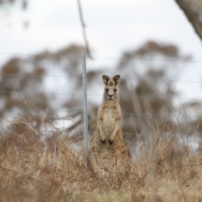 Macropus giganteus (Eastern Grey Kangaroo) at Kama - 28 Aug 2022 by JimL