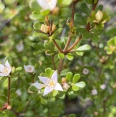 Boronia algida (Alpine Boronia) at Paddys River, ACT - 28 Aug 2022 by RAllen