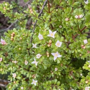 Boronia algida at Paddys River, ACT - 28 Aug 2022