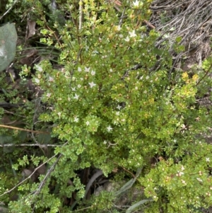 Boronia algida at Paddys River, ACT - suppressed