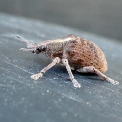 Gonipterus scutellatus (Eucalyptus snout beetle, gum tree weevil) at Yass River, NSW - 28 Aug 2022 by SenexRugosus