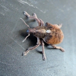 Gonipterus scutellatus at Yass River, NSW - 28 Aug 2022