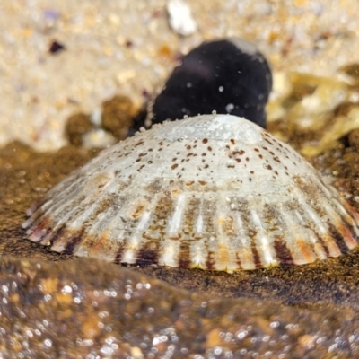 Cellana tramoserica (Commom Limpet) at Narrawallee, NSW - 28 Aug 2022 by trevorpreston