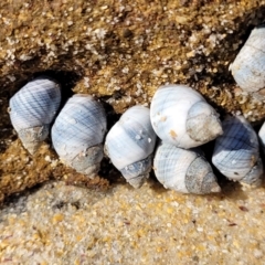 Austrolittorina unifasciata (Blue Australwink) at Narrawallee, NSW - 28 Aug 2022 by trevorpreston