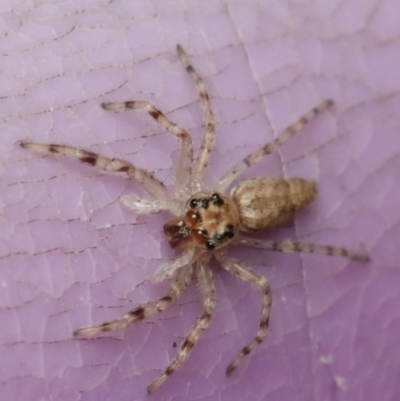 Helpis minitabunda (Threatening jumping spider) at Murrumbateman, NSW - 28 Aug 2022 by amiessmacro