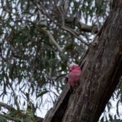 Eolophus roseicapilla (Galah) at Penrose, NSW - 28 Aug 2022 by Aussiegall