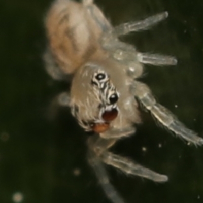 Opisthoncus sp. (genus) at  - suppressed by amiessmacro