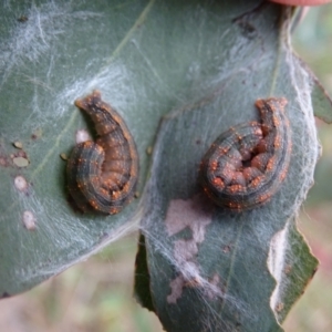 Mnesampela privata at Mount Mugga Mugga - 9 Aug 2022