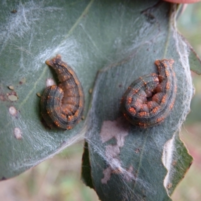 Mnesampela privata (Autumn Gum Moth) at Mount Mugga Mugga - 9 Aug 2022 by Mike