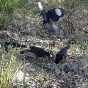 Corcorax melanorhamphos at Farrer, ACT - 17 Aug 2022