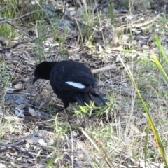 Corcorax melanorhamphos at Farrer, ACT - 17 Aug 2022 03:47 PM