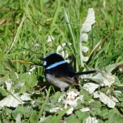 Malurus cyaneus (Superb Fairywren) at Fyshwick, ACT - 2 Aug 2022 by Mike