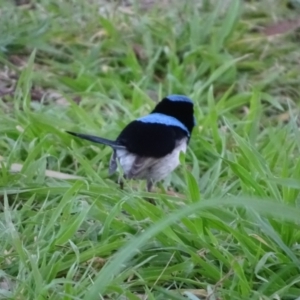 Malurus cyaneus at Fyshwick, ACT - 2 Aug 2022 03:12 PM