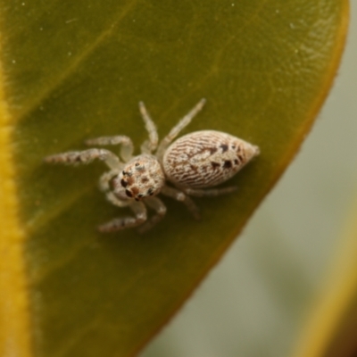 Opisthoncus grassator (Jumping spider) at Murrumbateman, NSW - 28 Aug 2022 by amiessmacro