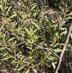 Acacia rubida at Bruce, ACT - 7 Aug 2022 02:08 PM