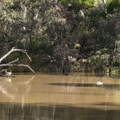 Chenonetta jubata (Australian Wood Duck) at Bruce Ridge to Gossan Hill - 7 Aug 2022 by JohnGiacon
