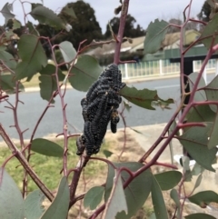 Perga dorsalis (Steel-blue sawfly, spitfire) at Belconnen, ACT - 31 Jul 2022 by jgiacon