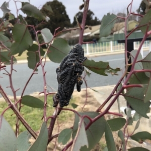 Perga dorsalis at Belconnen, ACT - 31 Jul 2022 12:05 PM