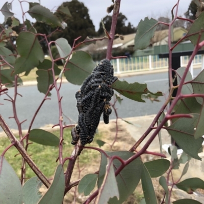 Perga dorsalis (Steel-blue sawfly, spitfire) at Belconnen, ACT - 31 Jul 2022 by JohnGiacon