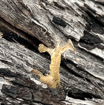 Unidentified Fungus at Tennent, ACT - 29 Aug 2022 by FeralGhostbat