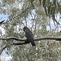 Callocephalon fimbriatum (Gang-gang Cockatoo) at Tennent, ACT - 29 Aug 2022 by FeralGhostbat